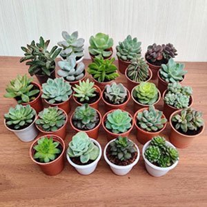 Indoor Plant DIY Houswarming Gift Idea