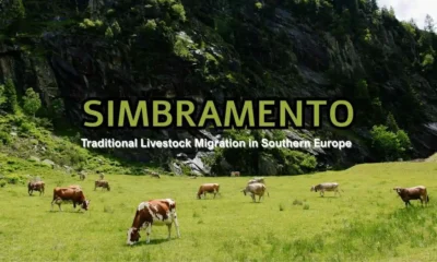 Simbramento