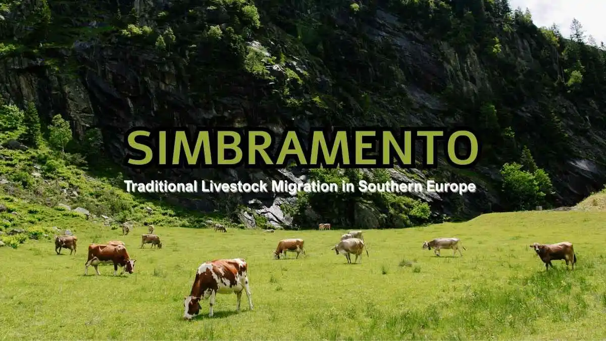 Simbramento