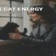 Black Cat Energy